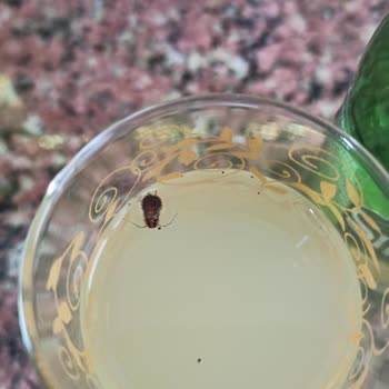 Sırma Soda'da Böcek Şoku!