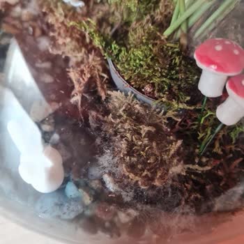 Çiçek Sepeti'nden Gelen Teraryum Hayal Kırıklığı