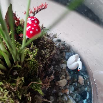 Çiçek Sepeti'nden Gelen Teraryum Hayal Kırıklığı