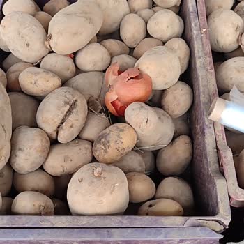 A101 Mağazasında Kalitesiz Ürün Sorunu