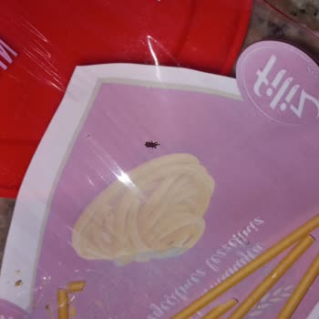 Filiz Makarna Paketinde Böcek Şoku