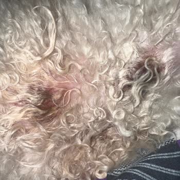 Perla Kuaför'de Köpeklerimize Zarar Verildi