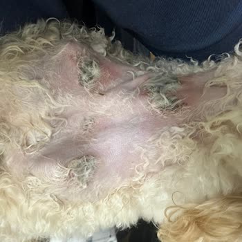 Perla Kuaför'de Köpeklerimize Zarar Verildi