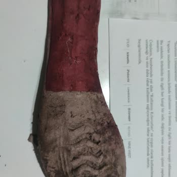 FLO Mağazasından Aldığımız Polaris Botun Kalitesizliği