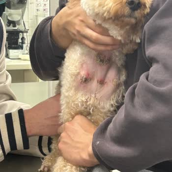 Köpeklerimizin Tıraş Sonrası Yaşadığı Korkunç Travma