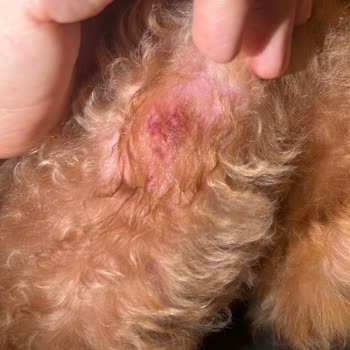 Köpeklerimizin Tıraş Sonrası Yaşadığı Korkunç Travma