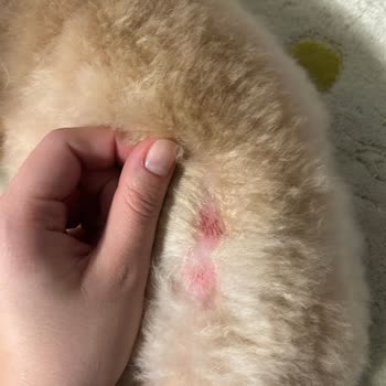 Köpeklerimizin Tıraş Sonrası Yaşadığı Korkunç Travma