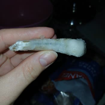 Dardanel Karideslerinde Kalite Sorunu