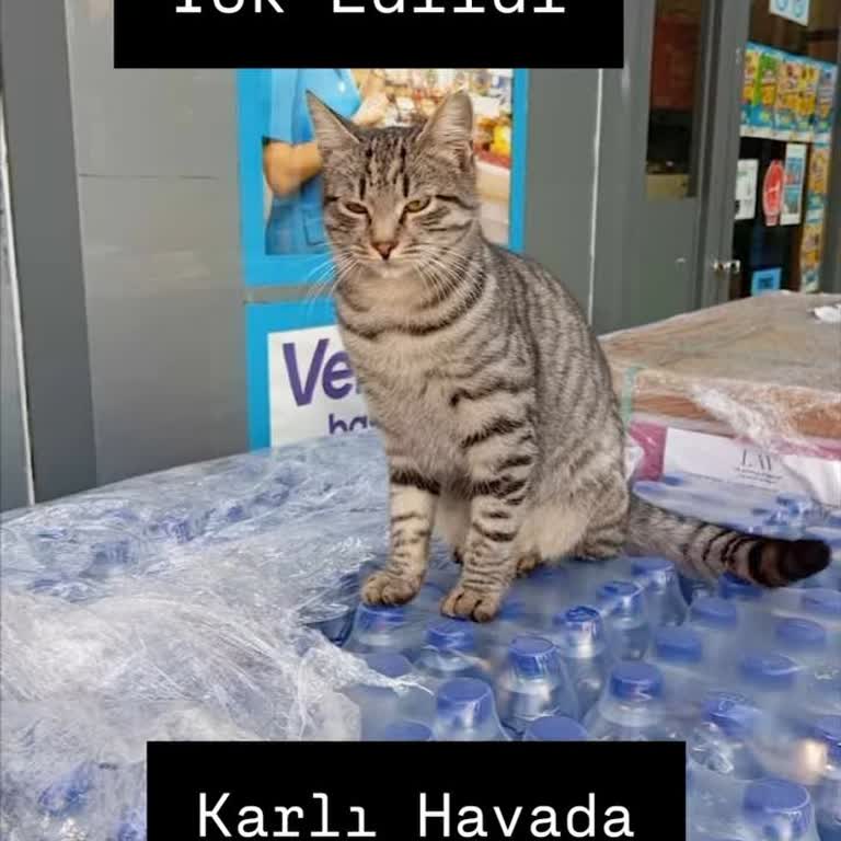 Kedimizin Kaybolmasında A101 Çalışanının Şüpheli Tavrı