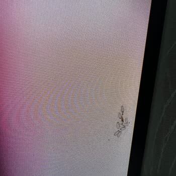 Televizyon Ekranında Sinek Sorunu