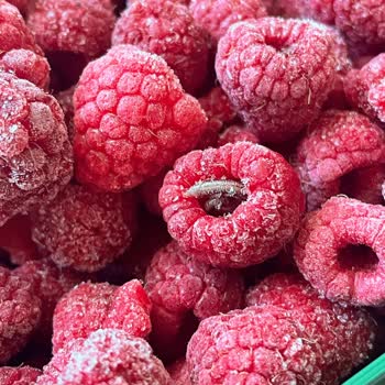 Dondurulmuş Frambuazdan Çıkan Kırkayak Şoku