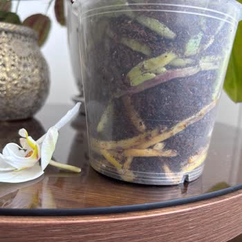 Hastalıklı Orkide Siparişi Ve Yanlış Telafi