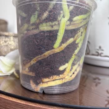 Hastalıklı Orkide Siparişi Ve Yanlış Telafi