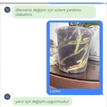 Hastalıklı Orkide Siparişi Ve Yanlış Telafi