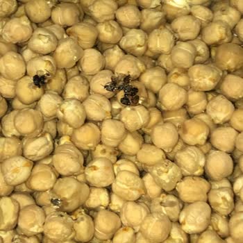 Böcekli Ürün Skandalı: Kim Market'te Hayal Kırıklığı