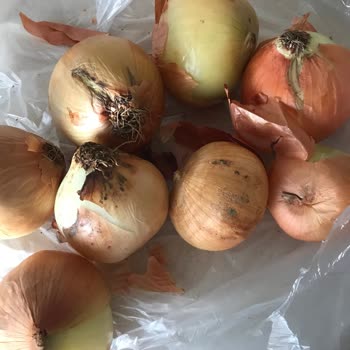 Çelikkayalar Market Yaka Şubesi Şikayeti