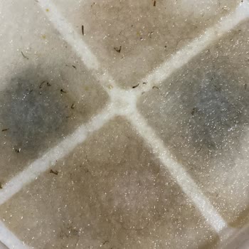 Akıllı Su Pınarı Köpeğimi Hasta Etti