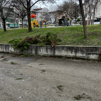 Z Yapı İlgisizliği