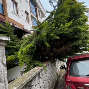 Z Yapı İlgisizliği