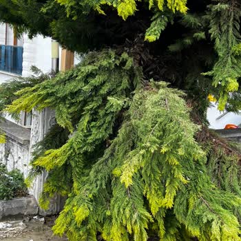 Z Yapı İlgisizliği