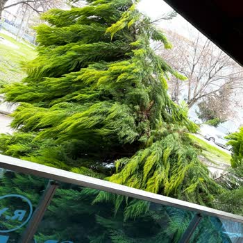 Z Yapı İlgisizliği