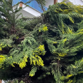 Z Yapı İlgisizliği