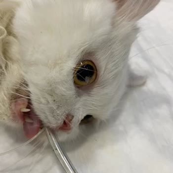 Zeytinburnu Veteriner Kliniği Yaşanan İhmaller Sonucu Kedimin Kaybı!