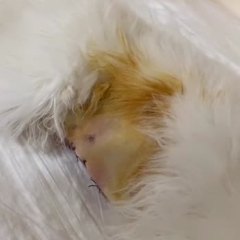 Zeytinburnu Veteriner Kliniği Yaşanan İhmaller Sonucu Kedimin Kaybı!