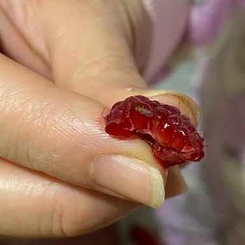 Lavi Marka Frambuazda Böcek Şoku: Güven Sorunu