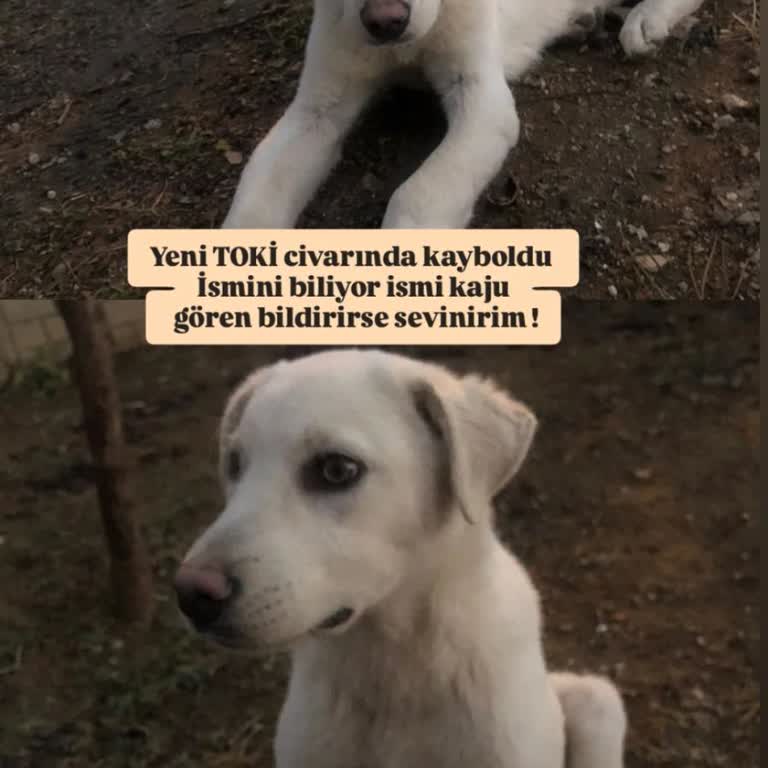 Bahçemdeki Köpeğime Haksız Müdahale