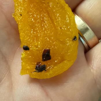 Kuru Kayısıdan Böcek Çıktı: Hamilelikte Büyük Tehlike!