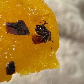 Kuru Kayısıdan Böcek Çıktı: Hamilelikte Büyük Tehlike!