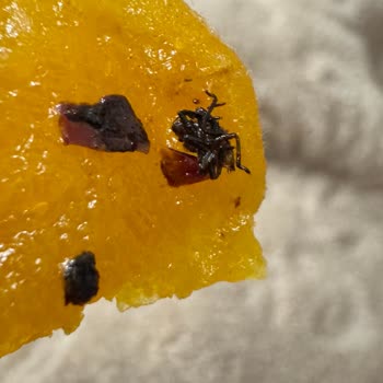 Kuru Kayısıdan Böcek Çıktı: Hamilelikte Büyük Tehlike!