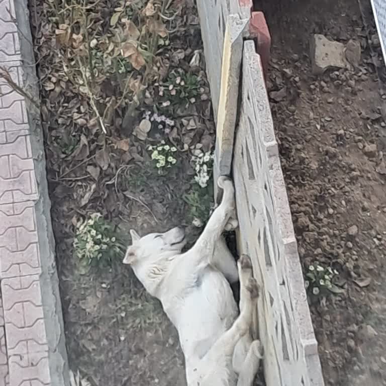 Ilgın Belediyesi Bahçemdeki Köpeğim Haksız Yere Alındı