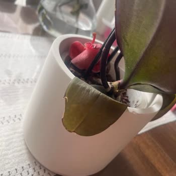 Çiçek Sepeti'nden Gelen Küflü Orkide Şoku