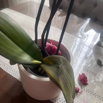 Çiçek Sepeti'nden Gelen Küflü Orkide Şoku