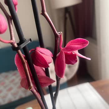 Çiçek Sepeti'nden Gelen Küflü Orkide Şoku