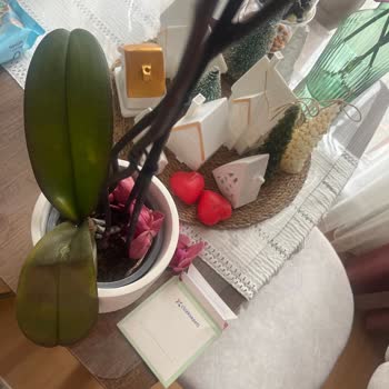 Çiçek Sepeti'nden Gelen Küflü Orkide Şoku