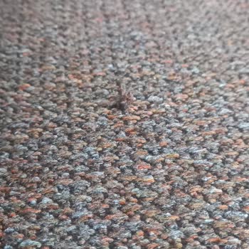 Koltuk Takımı Hayal Kırıklığı: Sallanan İskelet Ve Kusurlu Kumaş