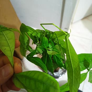 Trendyol'da Hayal Kırıklığı: Yanıltıcı Ürün Ve İlgisiz Satıcı