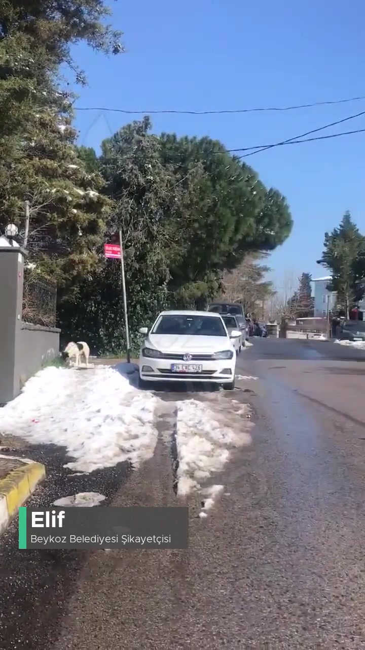 Beykoz Belediyesi Köpek Sürüleri videonun kapak resmi