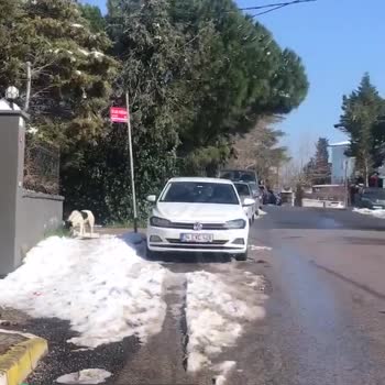 Beykoz Belediyesi Köpek Sürüleri