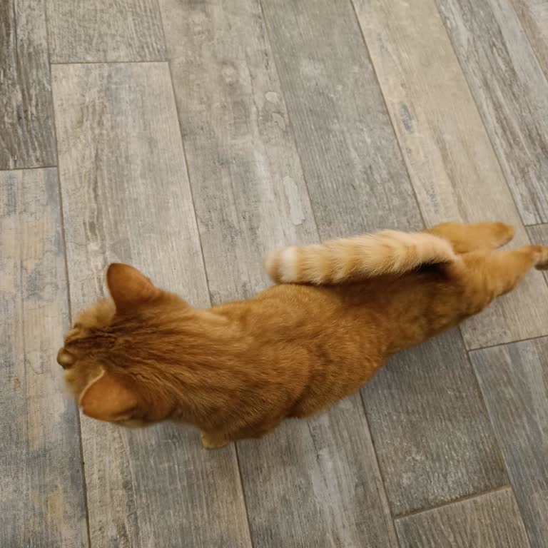 Sosyal Tesiste Hayvanlara Yapılan Haksız Muamele