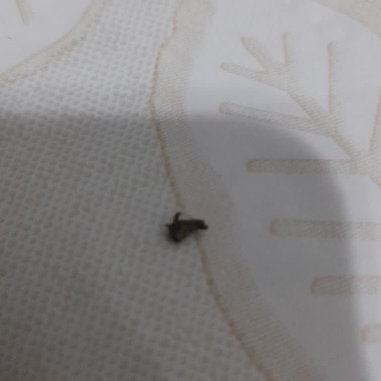 Noodle'dan Çıkan Böcek Şoku