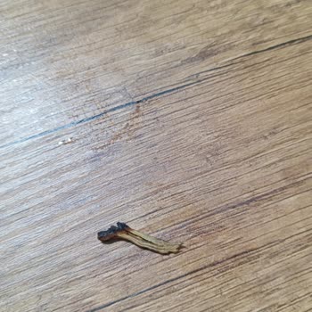 Parliament Sigarada Sürekli Odun Parçası Çıkması