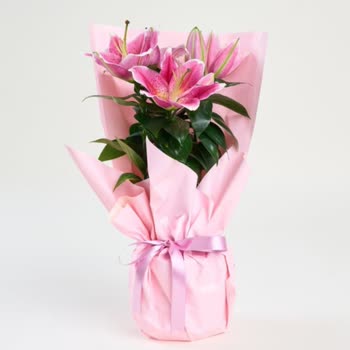 Çiçek Sepeti'nden Gelen Solmuş Lilyum Hüsranı