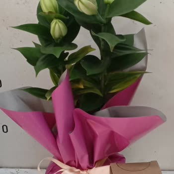 Çiçek Sepeti'nden Gelen Solmuş Lilyum Hüsranı