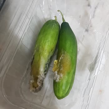 A101'den Aldığım Ürünlerin Kalitesizliği Ve Güven Sorunu