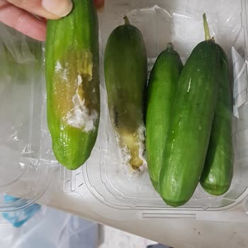 A101'den Aldığım Ürünlerin Kalitesizliği Ve Güven Sorunu