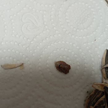 Çerezya Çekirdek Paketinde Böcek Şoku